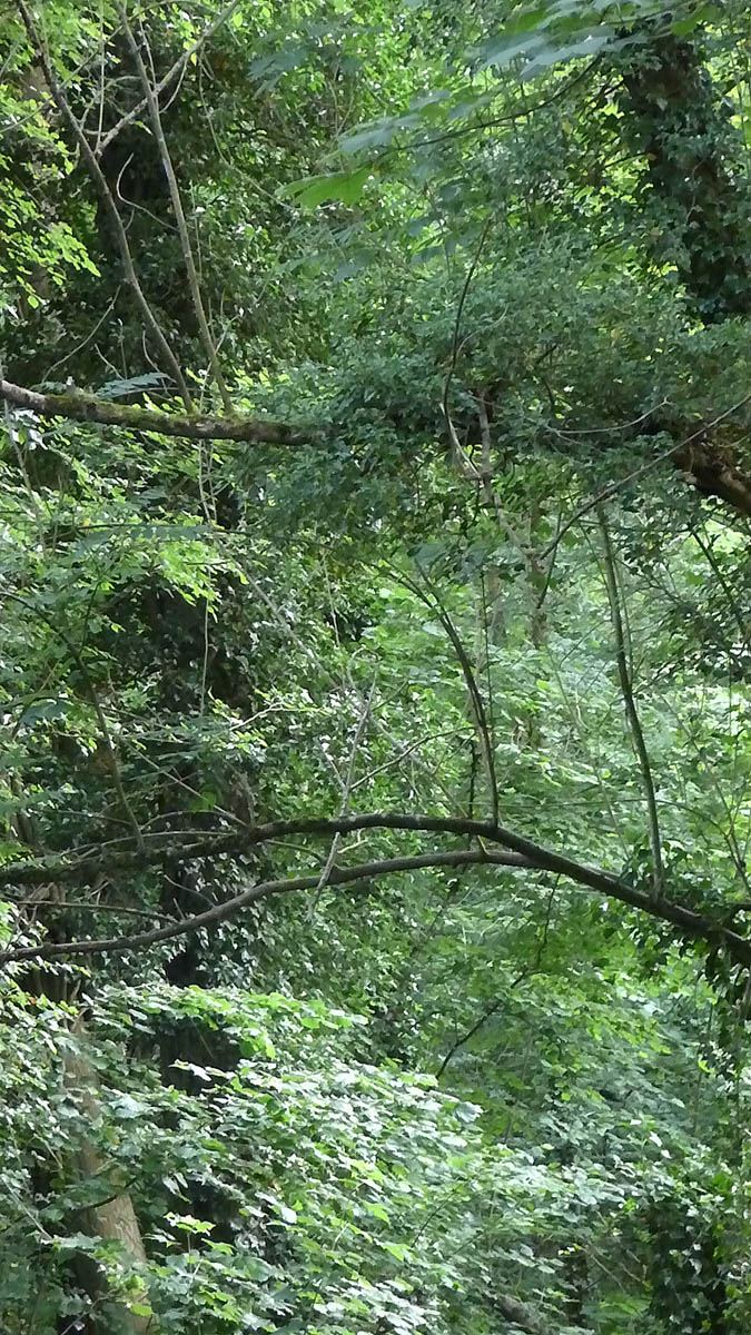 Congo à Rocquemont